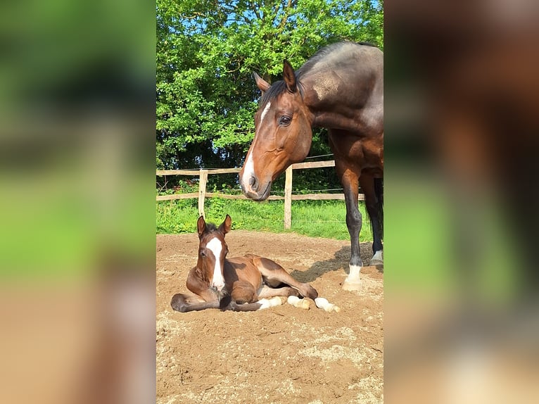 Holstein Mare  16,2 hh Bay-Dark in Langniendorf