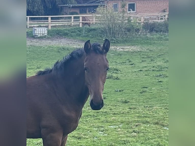 Holstein Mare Foal (05/2026) 16.2 hh Bay-Dark in Leezen