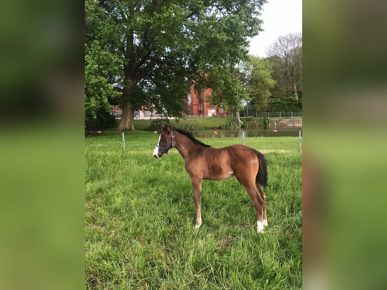 Holstein Mare Foal (03/2023) 16,2 hh Brown in Stepenitztal