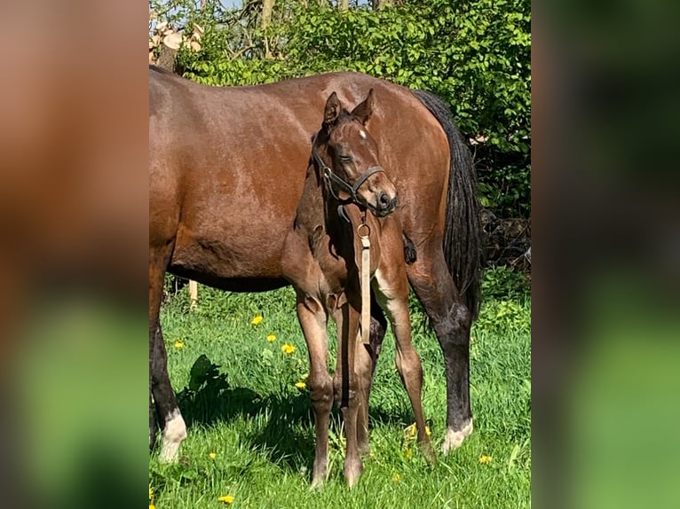 Holstein Mare Foal (05/2026) 16.2 hh Brown in Stepenitztal