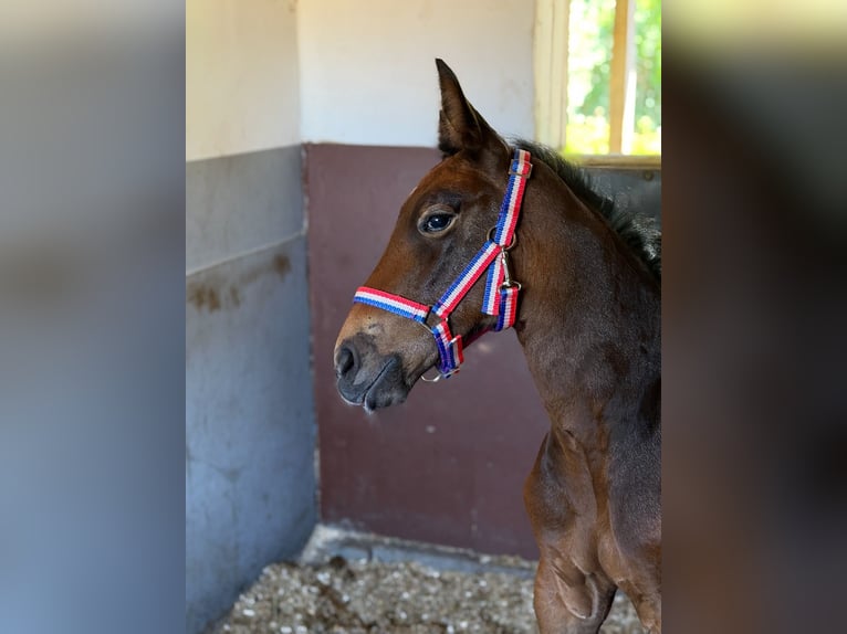 Holstein Mare Foal (06/2026) 16.2 hh Can be white in Lauenburg