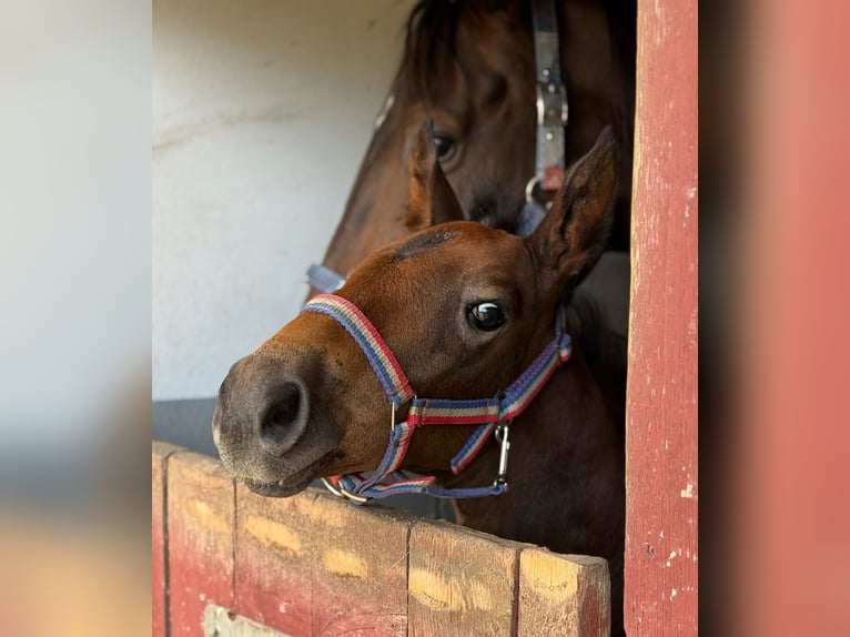 Holstein Mare Foal (06/2026) 16.2 hh Can be white in Lauenburg