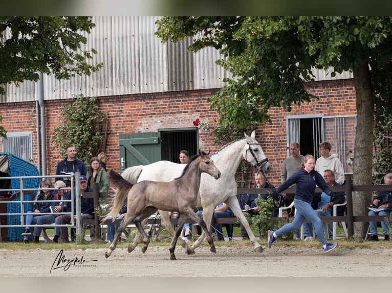 Holstein Mare Foal (04/2026) 16.2 hh Grey in Averlak