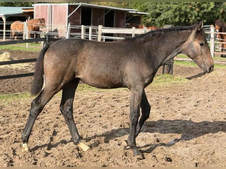 Holstein Mare Foal (06/2026) 16.2 hh Grey in Lauenburg