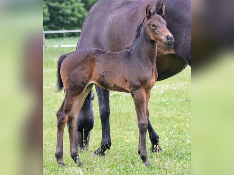 Holstein Mare Foal (06/2024) 16,3 hh Bay-Dark in Kisdorf