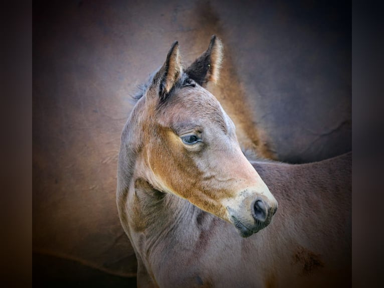 Holstein Mare Foal (06/2024) 16,3 hh Bay-Dark in Kisdorf