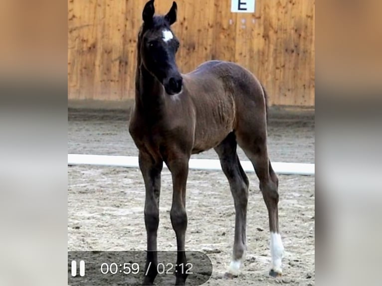 Holstein Mare Foal (05/2024) 16,3 hh Bay-Dark in Schiphorst