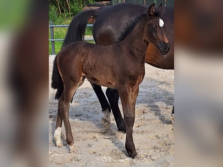 Holstein Mare Foal (05/2024) 16,3 hh Bay-Dark in Schiphorst