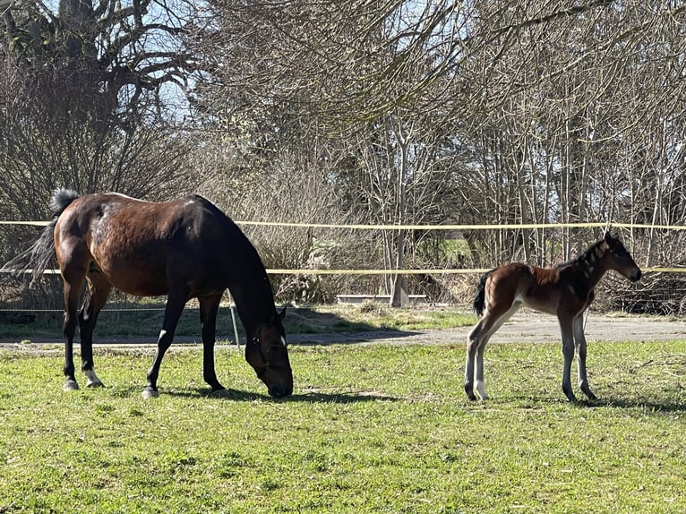 Holstein Mare  16,3 hh Brown in Münsingen