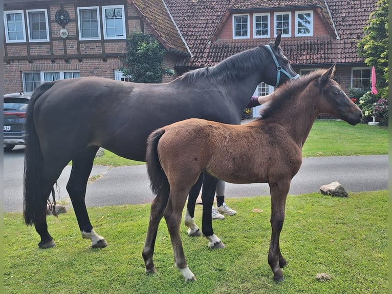 Holstein Mare  16 hh Bay-Dark in Bispingen