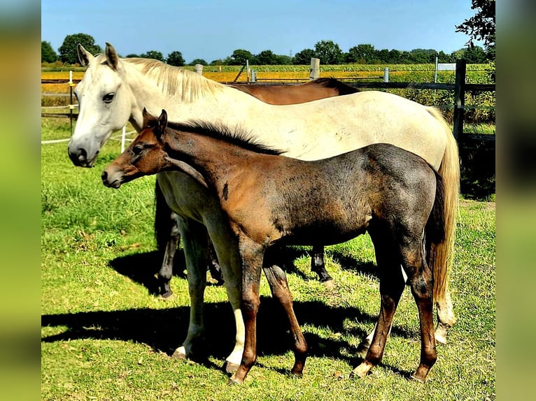 Holstein Mare Foal (05/2026) 16 hh Grey in Tornesch