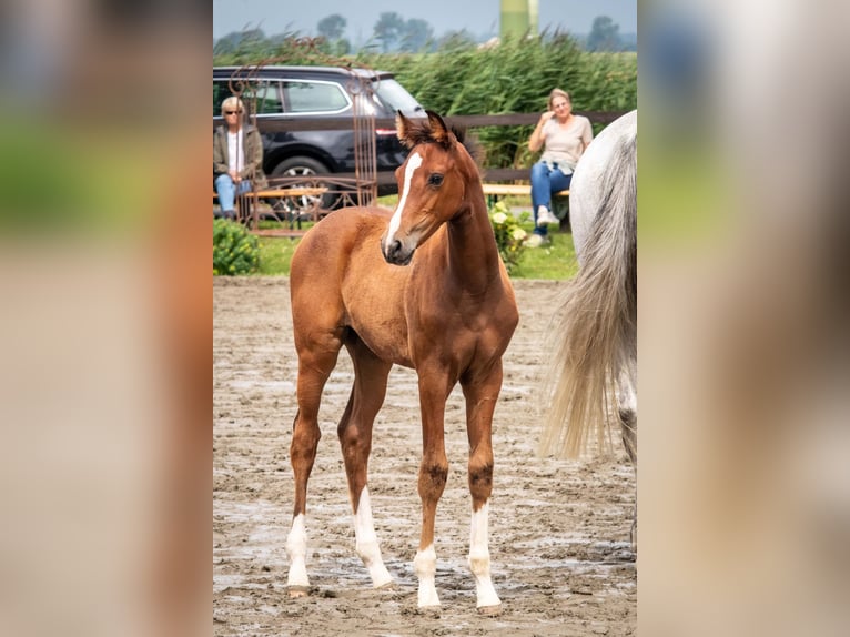 Holstein Mare Foal (05/2025) 16,1 hh Brown in Averlak