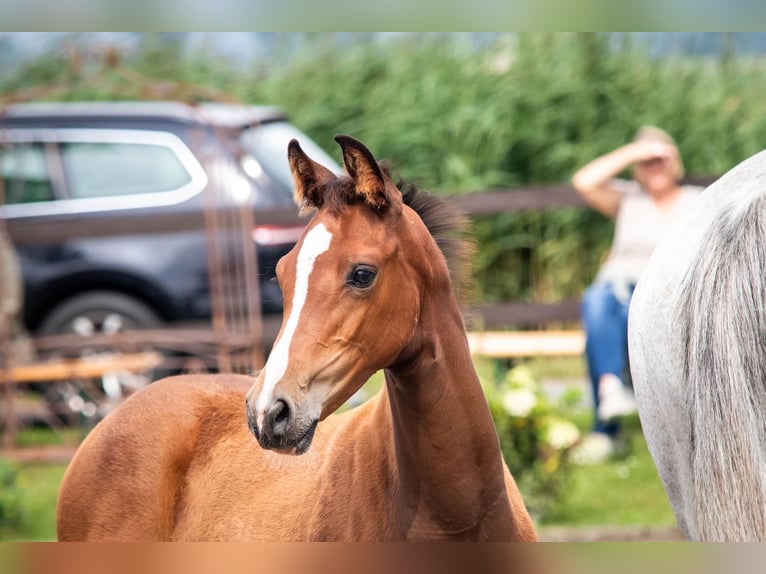 Holstein Mare Foal (05/2025) 16,1 hh Brown in Averlak