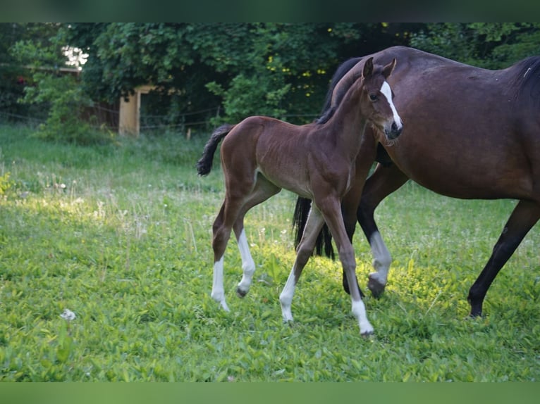 Holstein Mare  16,1 hh Brown in Klein pampau