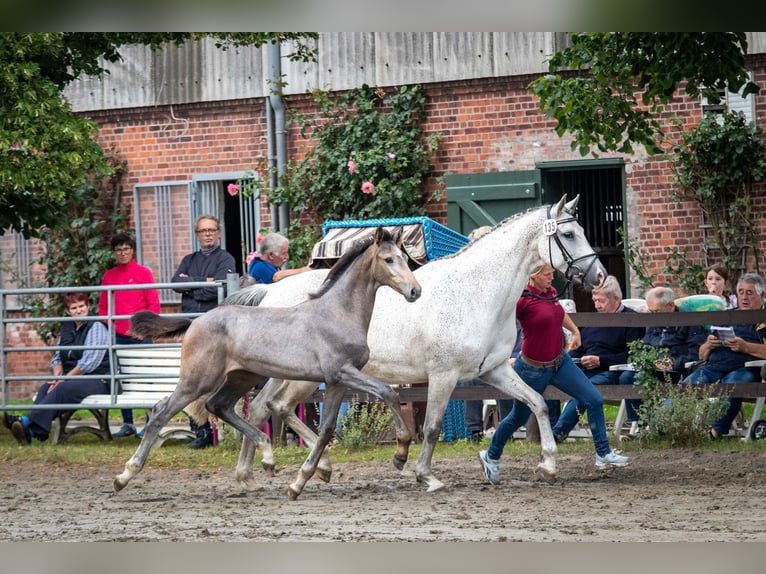 Holstein Mare Foal (03/2025) 16,1 hh Gray in Averlak