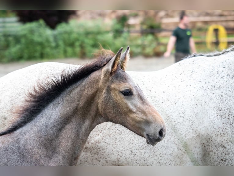 Holstein Mare Foal (03/2025) 16,1 hh Gray in Averlak