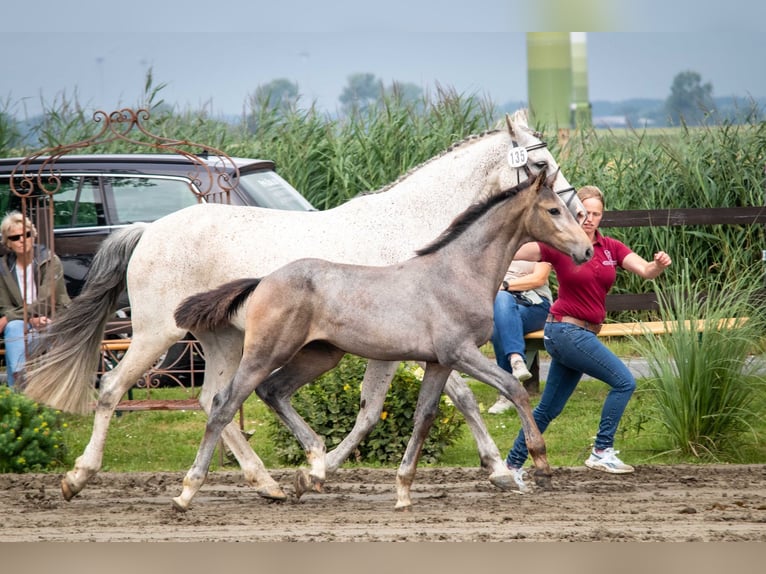 Holstein Mare Foal (03/2025) 16,1 hh Gray in Averlak