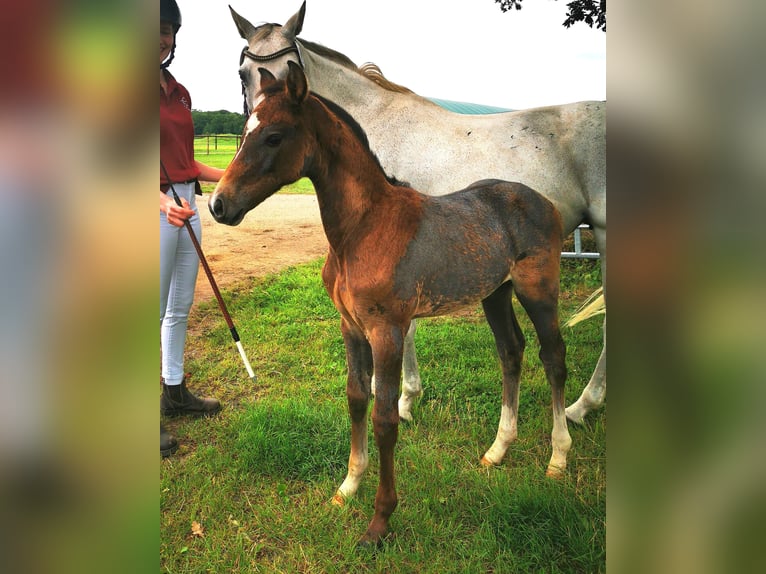 Holstein Mare Foal (05/2025) 16,1 hh Grey in Tornesch