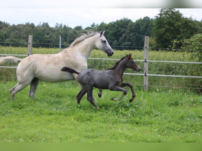 Holstein Mare Foal (05/2025) 16,1 hh Grey in Tornesch
