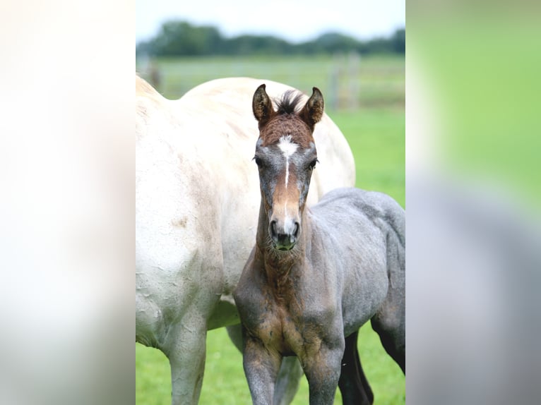 Holstein Mare Foal (05/2025) 16,1 hh Grey in Tornesch