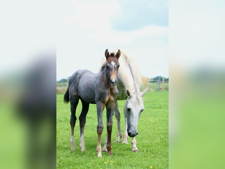 Holstein Mare Foal (05/2025) 16,1 hh Grey in Tornesch