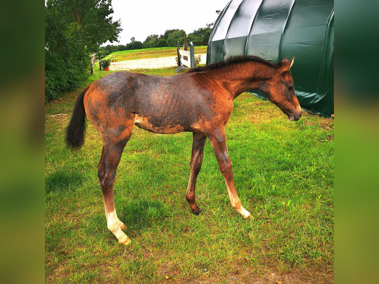 Holstein Mare Foal (05/2025) 16,1 hh Grey in Tornesch