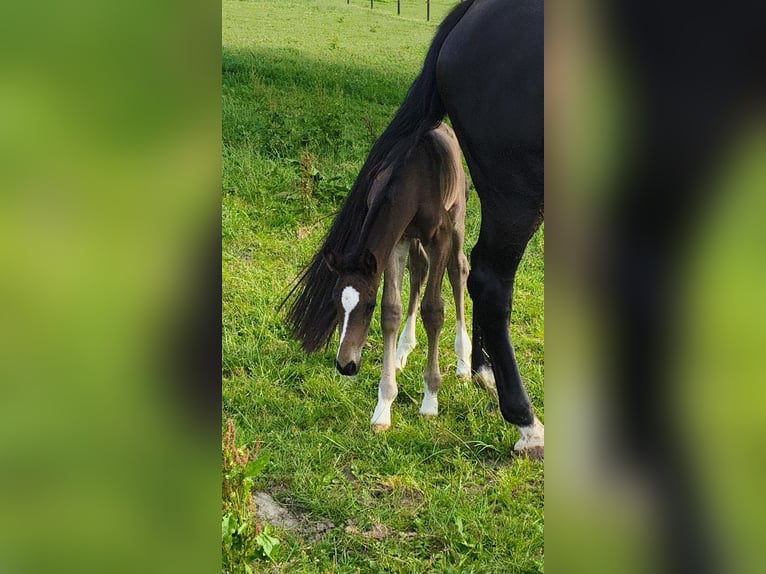 Holstein Mare  16,2 hh Brown in Bastogne