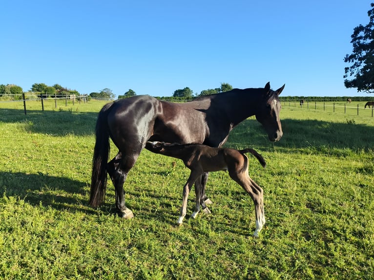Holstein Mare  16,2 hh Brown in Bastogne