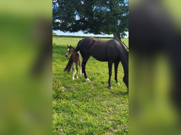 Holstein Mare  16,2 hh Brown in Bastogne