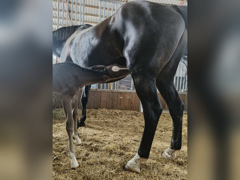 Holstein Mare  16,2 hh Brown in Bastogne
