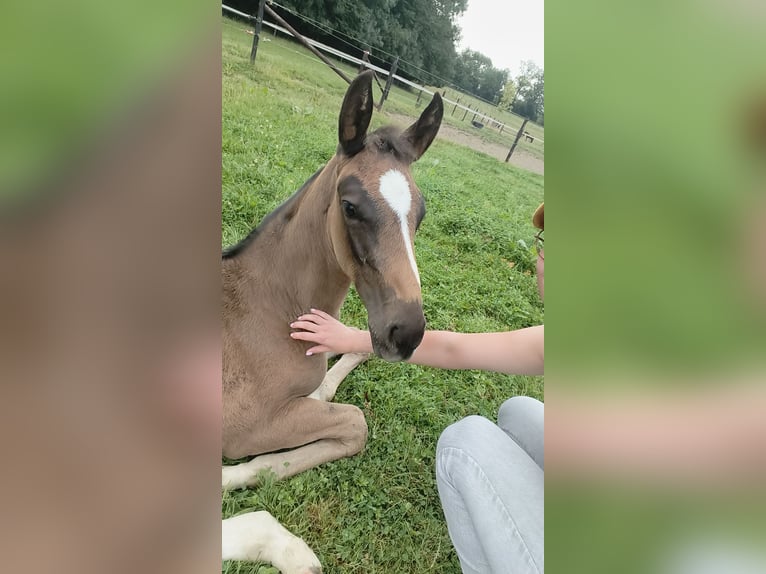 Holstein Mare Foal (06/2025) 16,2 hh Brown in Bastogne