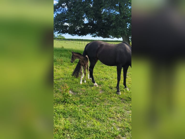 Holstein Mare  16,2 hh Brown in Bastogne
