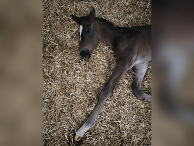 Holstein Mare  16,2 hh Brown in Bastogne