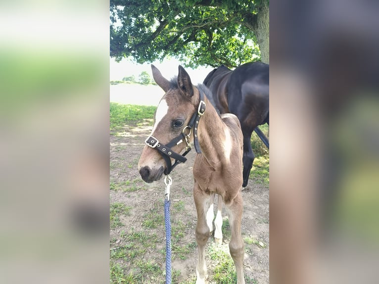 Holstein Mare Foal (06/2025) 16,2 hh Brown in Bastogne