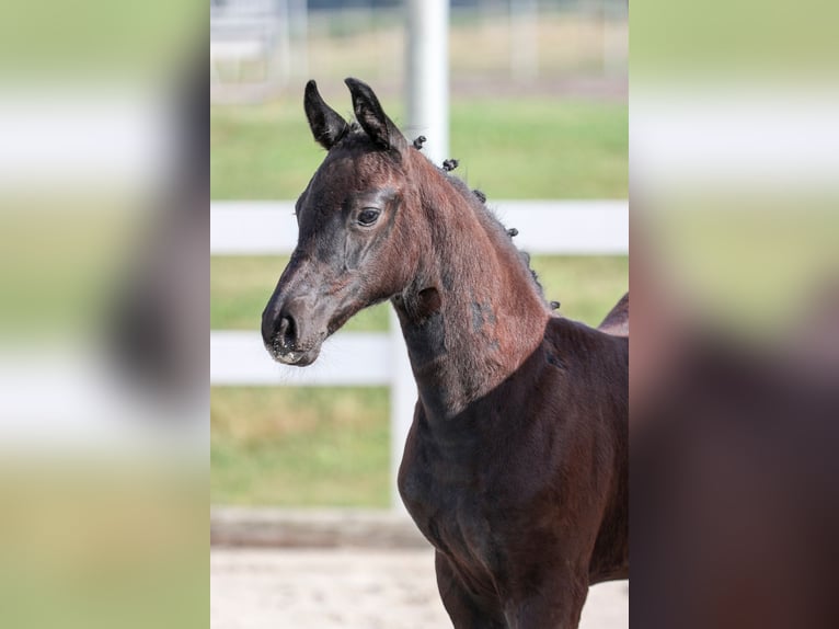 Holstein Mare Foal (05/2025) 16,2 hh Smoky-Black in Neu-Ulm