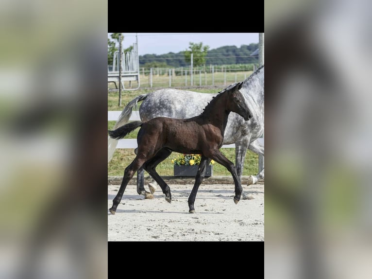 Holstein Mare Foal (05/2025) 16,2 hh Smoky-Black in Neu-Ulm