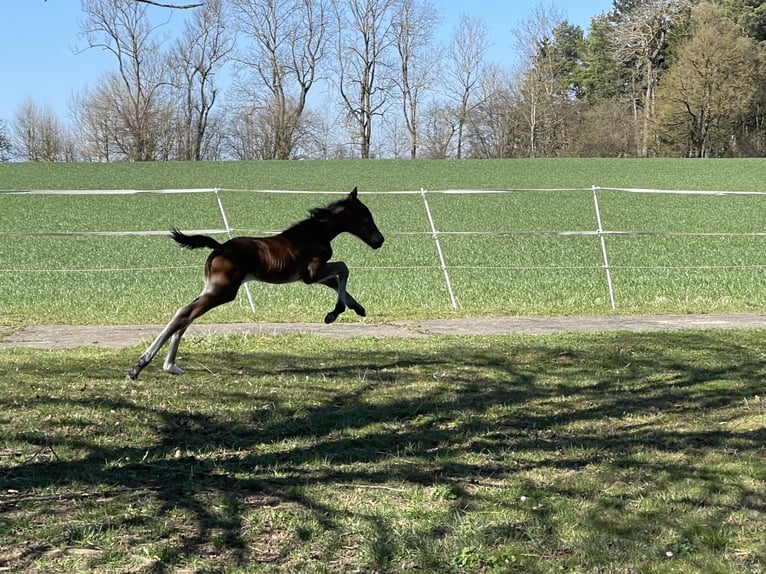 Holstein Mare Foal (03/2025) 16,3 hh Brown in M&#xFC;nsingen
