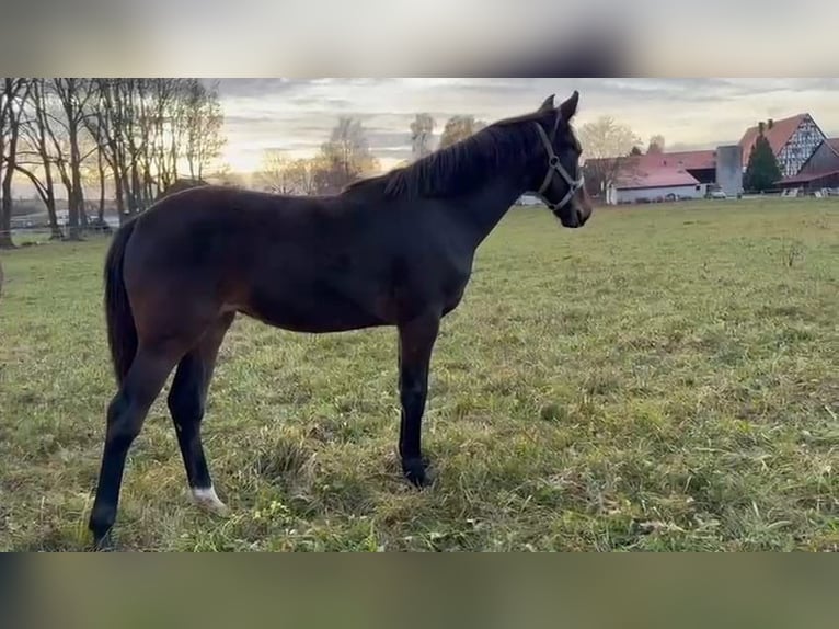 Holstein Mare Foal (03/2025) 16,3 hh Brown in Münsingen