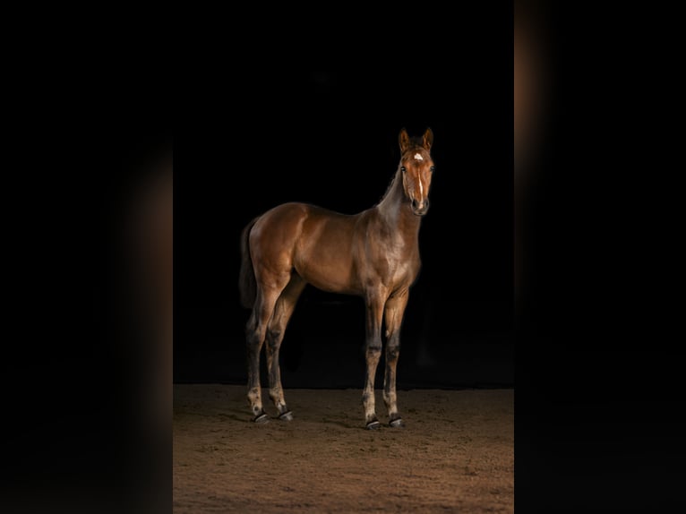 Holstein Mare Foal (05/2025) Bay-Dark in Albersdorf