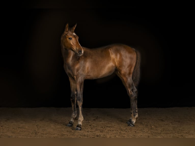 Holstein Mare Foal (05/2025) Bay-Dark in Albersdorf