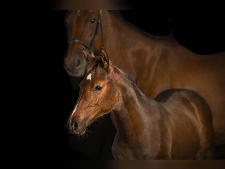 Holstein Mare Foal (05/2025) Bay-Dark in Albersdorf