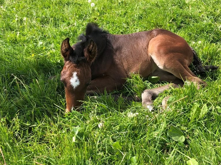 Holstein Mare Foal (05/2023) Bay-Dark in Flensburg