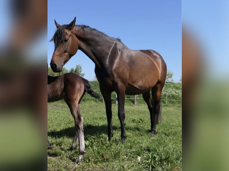 Holstein Mare Foal (05/2023) Bay-Dark in Flensburg