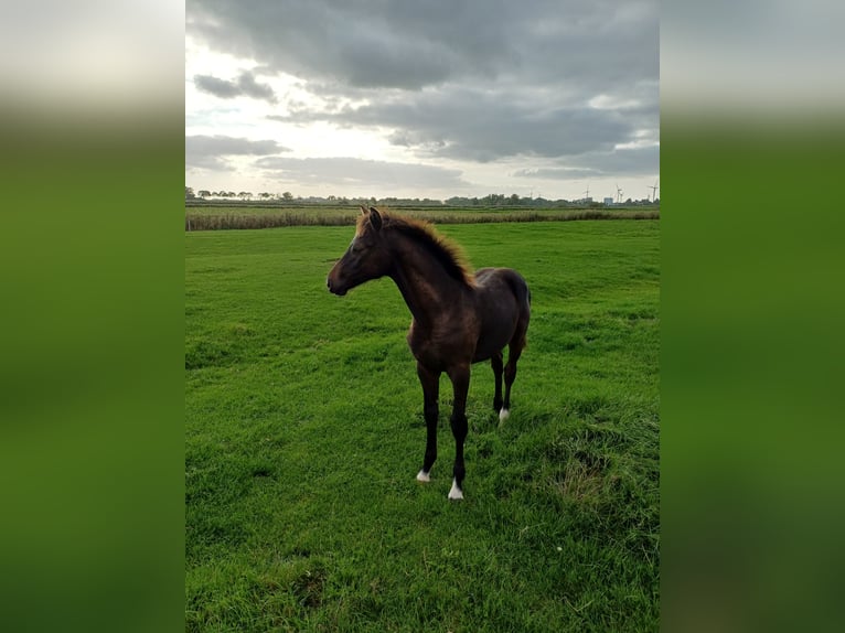 Holstein Mare Foal (04/2026) Bay-Dark in Witzwort
