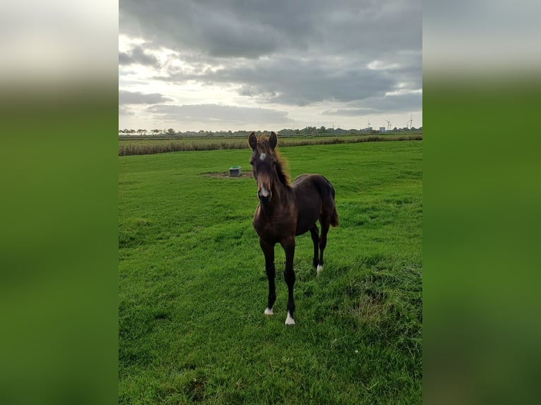 Holstein Mare Foal (04/2026) Bay-Dark in Witzwort