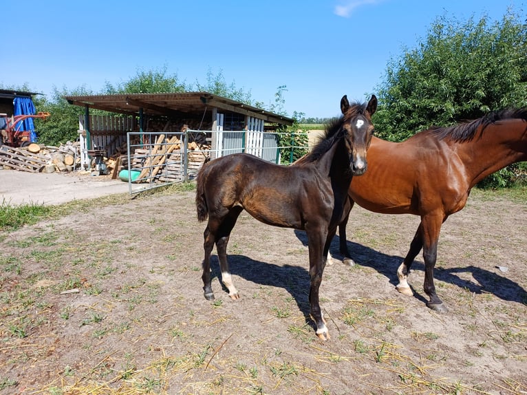 Holstein Mare Foal (04/2026) Bay-Dark in Witzwort