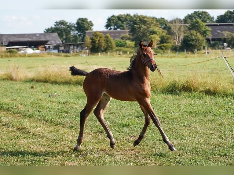 Holstein Mare Foal (05/2026) Bay-Dark in Jerrishoe