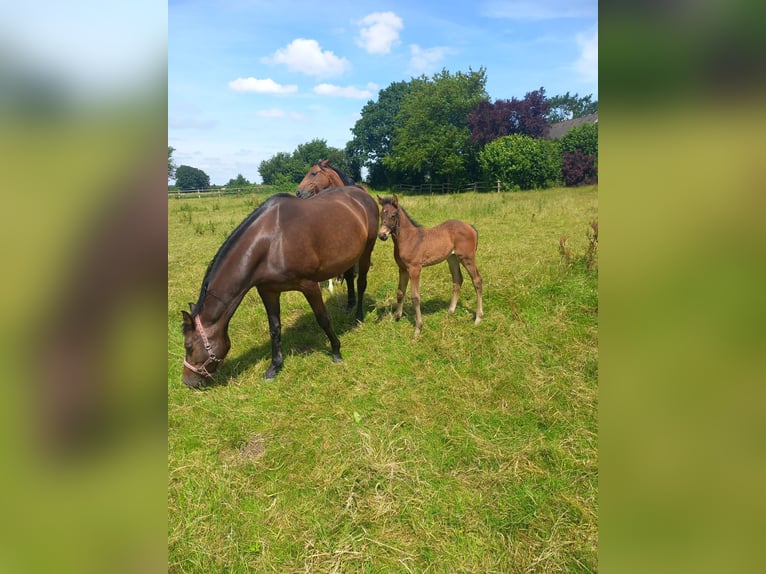 Holstein Mare Foal (05/2024) Bay-Dark in Nusse