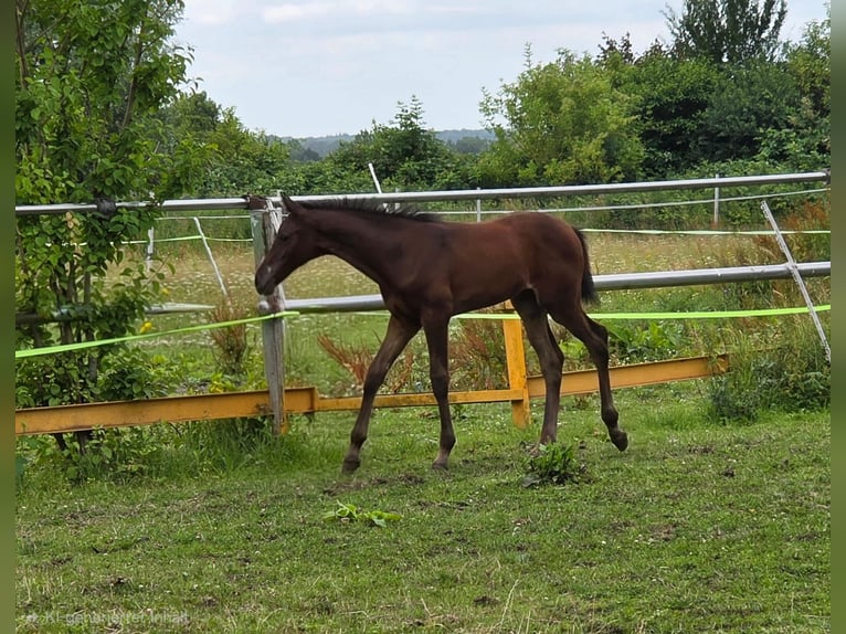 Holstein Mix Mare Foal (05/2026) Bay-Dark in Sandesneben