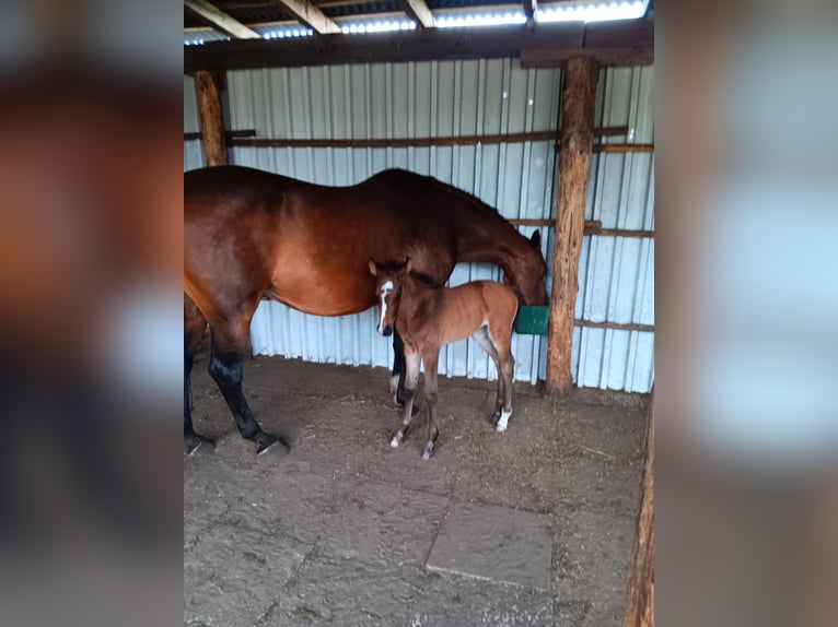 Holstein Mare Foal (06/2024) Bay-Dark in Wagenhoff